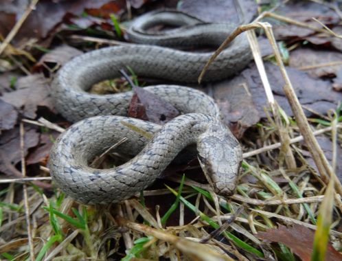 C:\fakepath\DSC03637