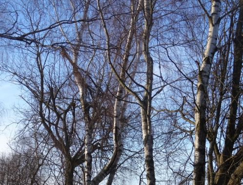 C:\fakepath\DSC02884