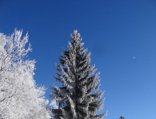 C:\fakepath\DSC02721