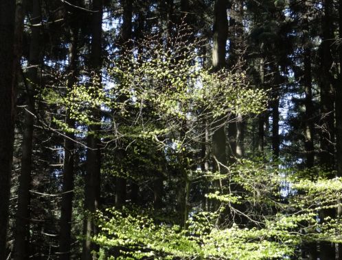 C:\fakepath\DSC04537