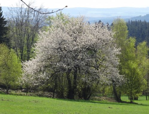 C:\fakepath\DSC04550