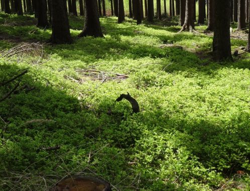 C:\fakepath\DSC04585