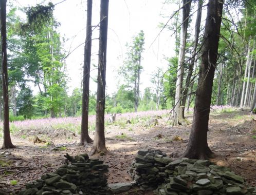 C:\fakepath\DSC05933