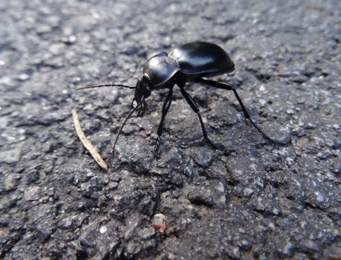 C:\fakepath\DSC06102