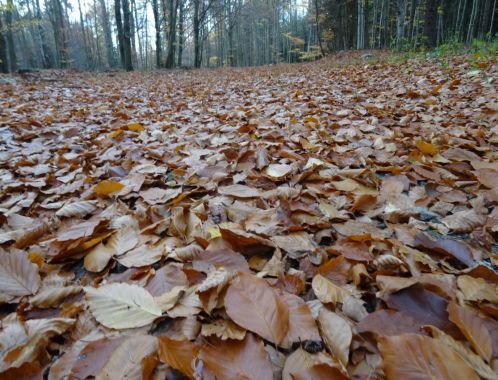 C:\fakepath\DSC08263