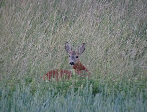 C:\fakepath\DSC06845