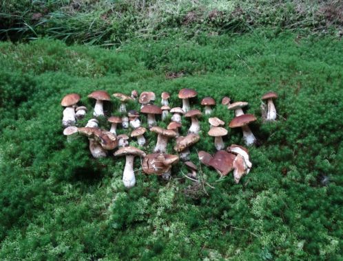 C:\fakepath\DSC07274