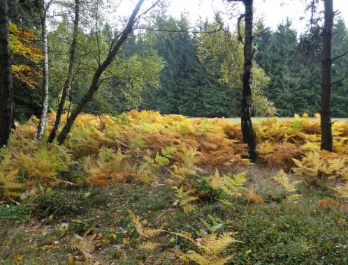 C:\fakepath\DSC08132