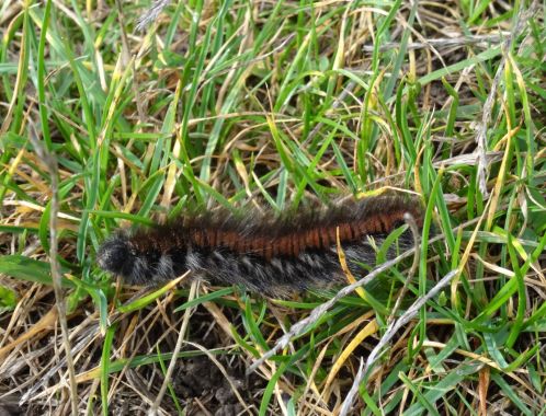 C:\fakepath\DSC08152